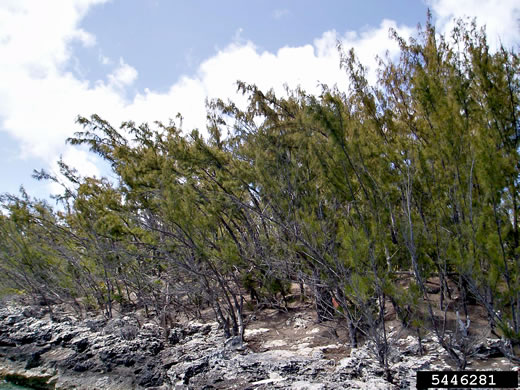image of Casuarina equisetifolia ssp. equisetifolia, Australian-pine, Horsetail Casuarina, Beach She-oak, Coastal She-oak