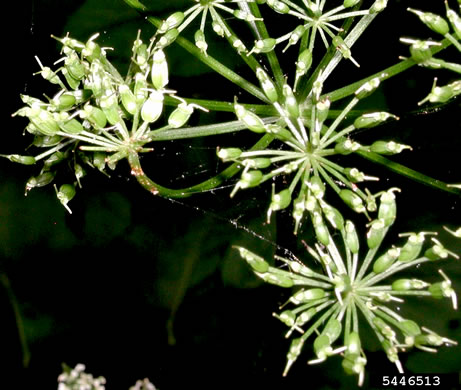image of Aegopodium podagraria, Goutweed, Bishop's Weed