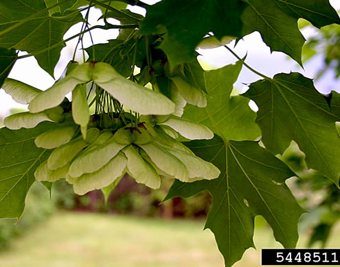 image of Acer platanoides, Norway Maple