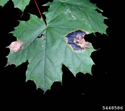 Acer platanoides, Norway Maple