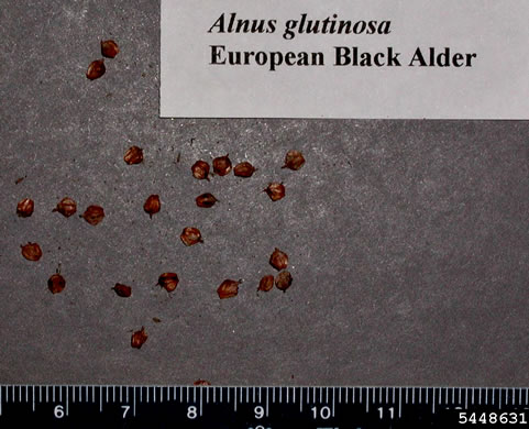 image of Alnus glutinosa, Black Alder, European Alder