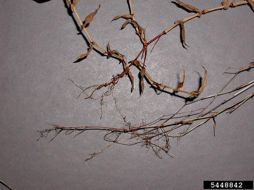 image of Arthraxon hispidus var. hispidus, Basket Grass, Small Carpgrass, Hairy Jointgrass