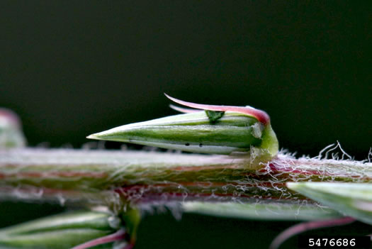 image of Achyranthes japonica var. hachijoensis, Japanese Chaff-flower