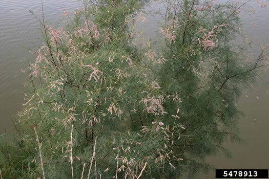 image of Tamarix ramosissima, Saltcedar, Tamarisk