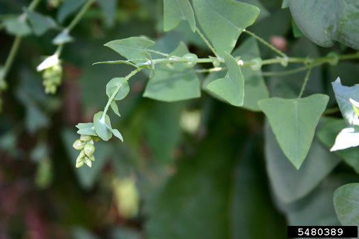 image of Persicaria perfoliata, Asiatic Tearthumb, Mile-a-minute-weed, Mile-a-minute-vine, Devil's-tail Tearthumb