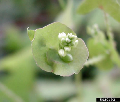 image of Persicaria perfoliata, Asiatic Tearthumb, Mile-a-minute-weed, Mile-a-minute-vine