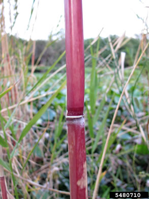 image of Phragmites australis, Common Reed