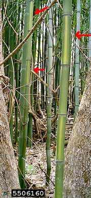 image of Phyllostachys aureosulcata, Yellow-groove Bamboo