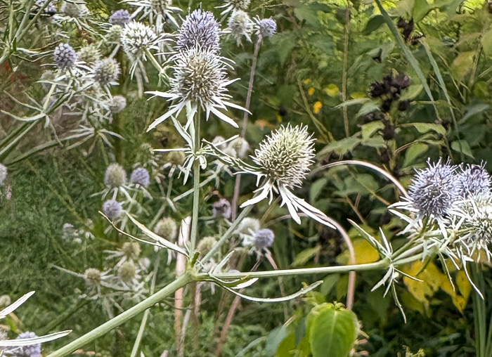 image of Eryngium integrifolium, Savanna Eryngo, Blueflower Eryngo