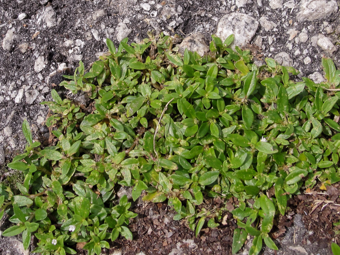 image of Oldenlandia corymbosa, Diamond-flower, Flattop Mille-graines