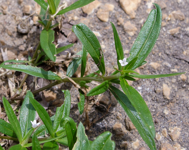 image of Oldenlandia corymbosa, Diamond-flower, Flattop Mille-graines