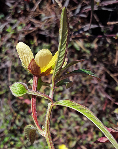 image of Ludwigia octovalvis, Mexican Primose-willow