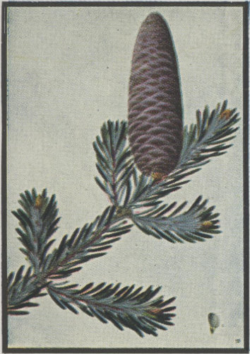 image of Abies balsamea, Balsam Fir, Northern Balsam, Canada Balsam, Blister Pine