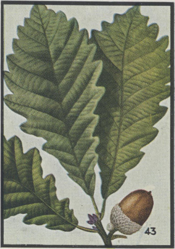 drawing of Quercus montana, Rock Chestnut Oak, Mountain Oak, Tanbark Oak