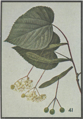 drawing of Tilia americana var. americana, American Basswood, Northern Basswood