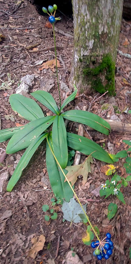 image of Clintonia borealis, Bluebead-lily, Clinton's Lily, Yellow Clintonia, Yellow Bead Lily
