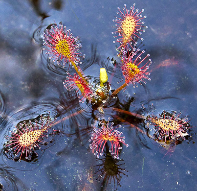 image of Drosera intermedia, Water Sundew, Spoonleaf Sundew