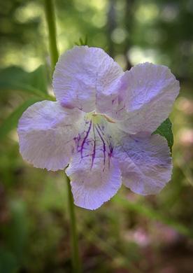 image of Ruellia purshiana, Pursh's Wild-petunia