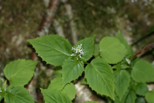 image of Circaea alpina ssp. alpina, Alpine Enchanter's Nightshade, Smaller Enchanter's Nightshade