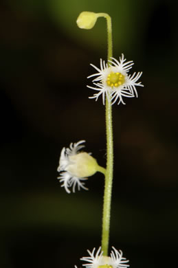 Mitella diphylla, Two-leaved Miterwort, Bishop's Cap