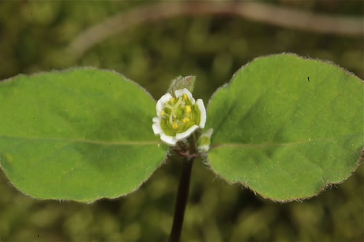 image of Euphorbia mercurialina, Cumberland Spurge, Mercury Spurge