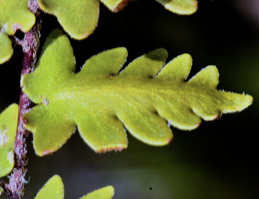 image of Astrolepis sinuata ssp. sinuata, Wavy Cloak Fern, Wavy Scaly Cloak Fern