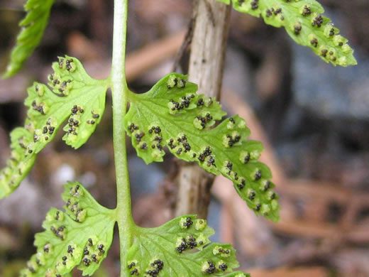 image of Cystopteris fragilis, Fragile Fern, Brittle Fern, Brittle Bladder Fern