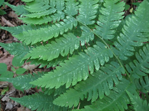image of Dryopteris goldieana, Goldie's Wood-fern
