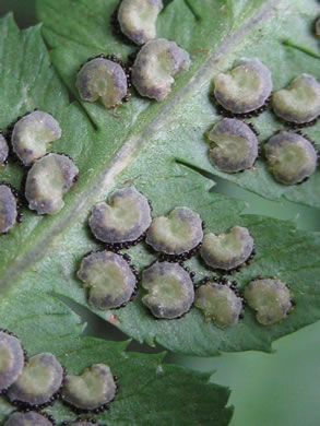 image of Dryopteris intermedia, Evergreen Wood-fern, Fancy Fern, Intermediate Wood-fern