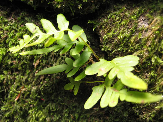 image of Polypodium appalachianum, Appalachian Rockcap Fern, Appalachian Polypody