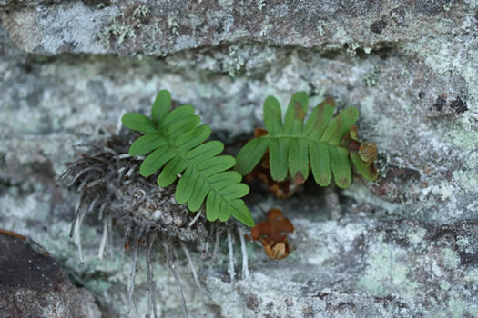 image of Polypodium virginianum, Common Rockcap Fern, Rock Polypody