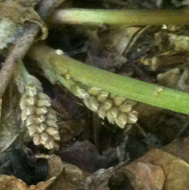image of Pachysandra procumbens, Allegheny Spurge, Mountain Pachysandra