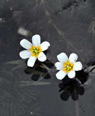 image of Cabomba caroliniana, Fanwort, Carolina Fanwort