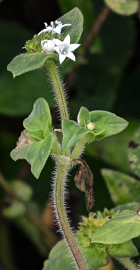 image of Richardia brasiliensis, Brazilian-clover, tropical Mexican-clover
