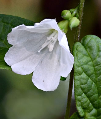 image of Stylisma humistrata, Southern Dawnflower
