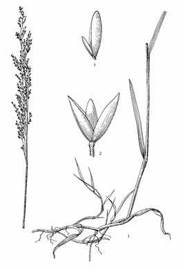 image of Agrostis stolonifera, Creeping Bentgrass