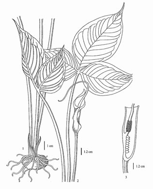 image of Pinellia tripartita, Green Dragon, Pinellia, Voodoo Lily