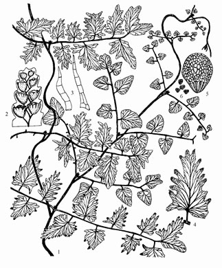 image of Lygodium microphyllum, Old World Climbing Fern, Small-leaf Climbing Fern