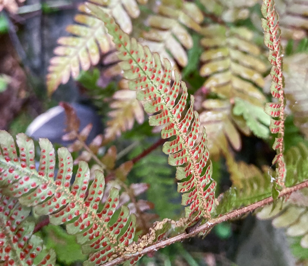 image of Dryopteris erythrosora, Autumn Fern, Japanese Red Shield-fern, Japanese Shield-fern