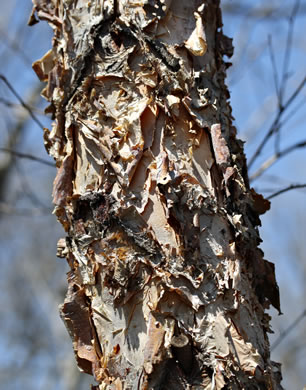 image of Betula nigra, River Birch, Red Birch