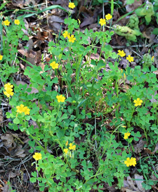 image of Oxalis dillenii, Southern Yellow Wood-sorrel, Slender Yellow Wood-sorrel