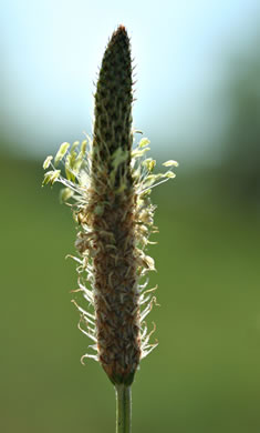image of Plantago lanceolata, English Plantain, Buckhorn Plantain, Rib-grass