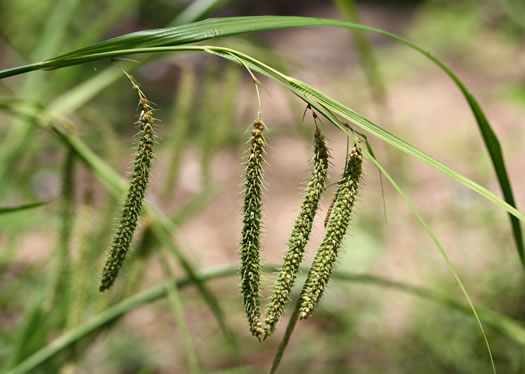 image of Carex crinita var. crinita, Long-fringed Sedge, Drooping Sedge