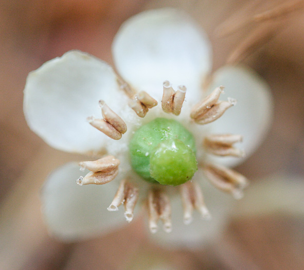 image of Chimaphila maculata, Pipsissewa, Striped Wintergreen, Rat's Bane