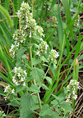 image of Nepeta cataria, Catnip, Catmint