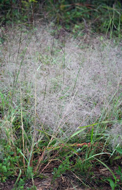 image of Eragrostis capillaris, Lacegrass, Lace Lovegrass