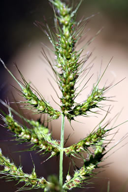 image of Echinochloa muricata var. muricata, Rough Barnyard Grass