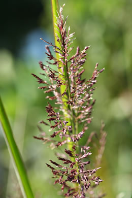 image of Coleataenia rigidula ssp. rigidula, Redtop Panicgrass