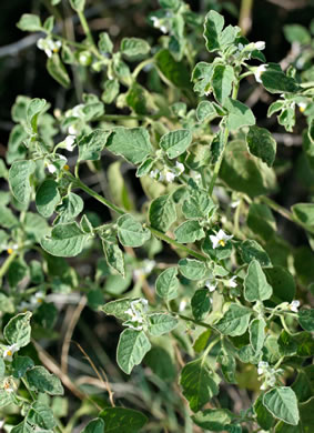 image of Solanum sarrachoides, Hairy Nightshade