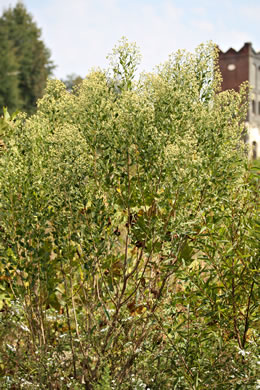 image of Baccharis halimifolia, Groundsel-tree, Silverling, Consumption Weed, Sea Myrtle